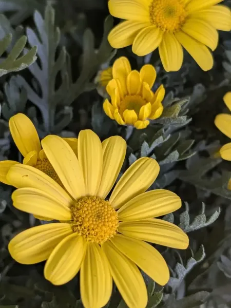 ERIOPS-JAUNE