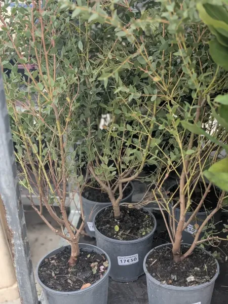 EUCALYPTUS-PARVIFOLIA