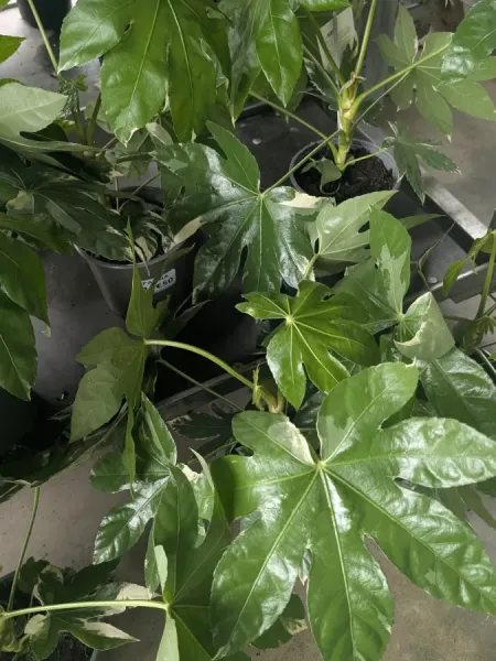 FATSIA-JAPONICA