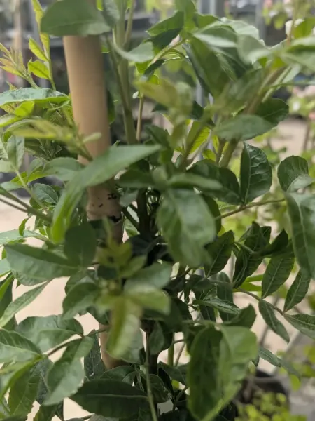 FAUX-POIVRIER-SCHINUS-49E