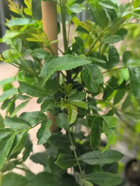 FAUX-POIVRIER-SCHINUS