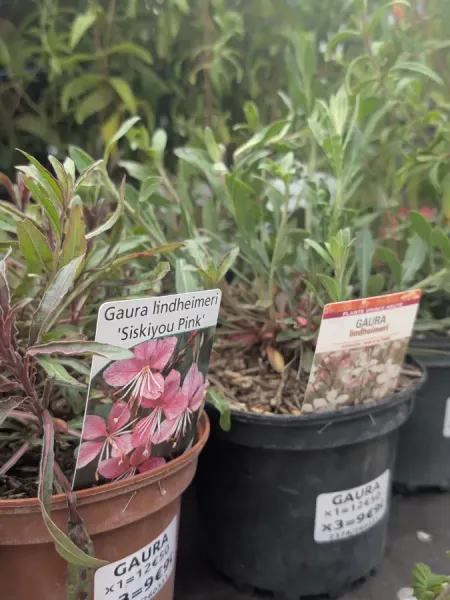 GAURA-2