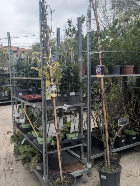 GLYCINE-XXL-2