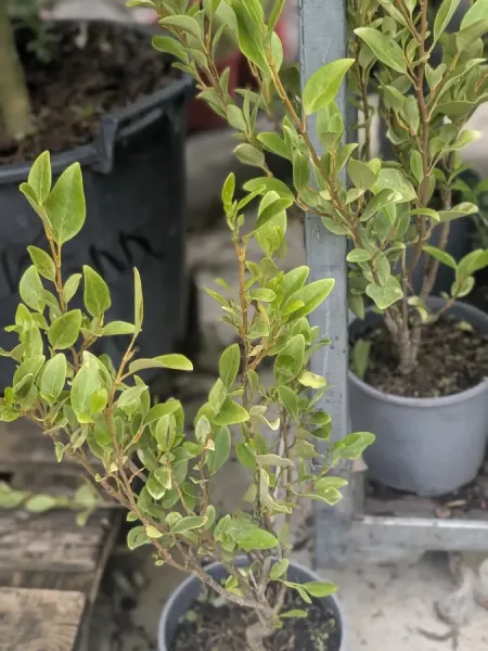 GRISELINIA