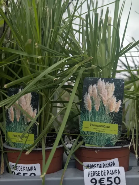 HERBE-DE-PAMPA