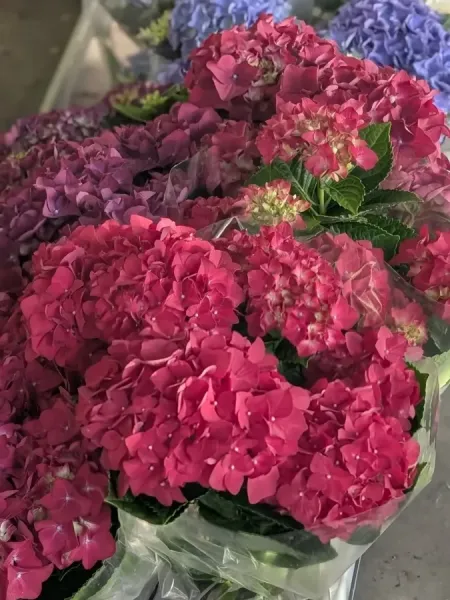 HORTENTIA-MACROPHYLLA