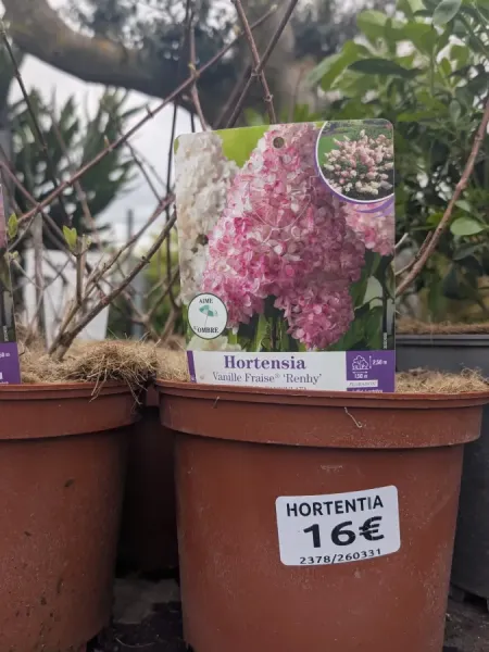 HORTENTIA-VANILLE-FRAISE