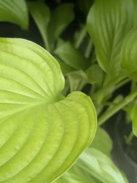HOSTA-DIVERSES-1