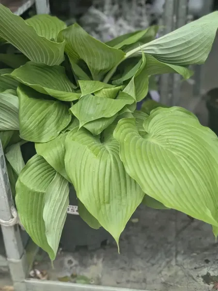 HOSTA-DIVERSES-2