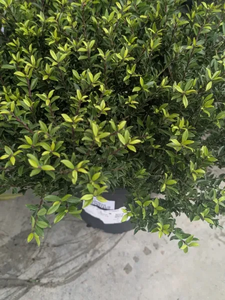 LIGUSTRUM-EXTRA