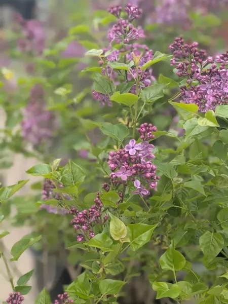 LILA-SYRINGA-TRES-PARFUME