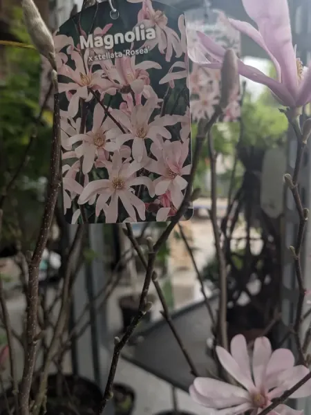 MAGNOLIA-STELLATA-ROSEA-RARE