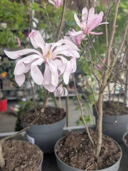 MAGNOLIA-STELLATA-ROSEA