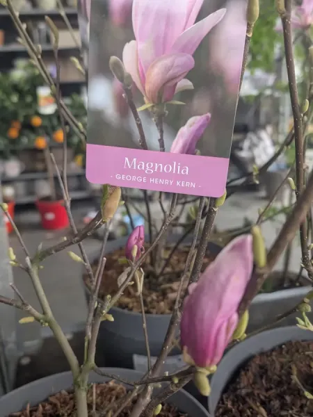 MAGNOLIA-TULIPIER-GEORGE-HENRI