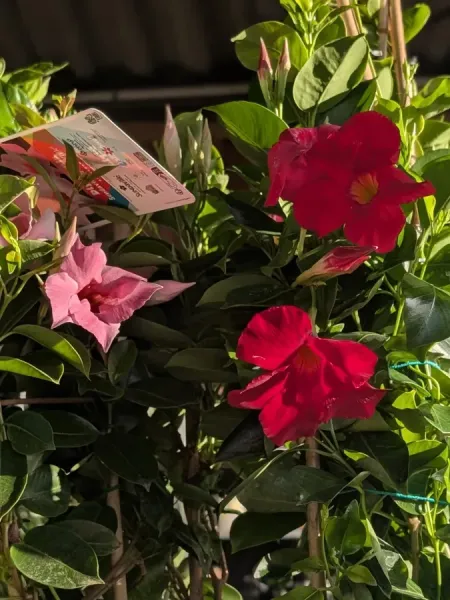 MANDEVILLA