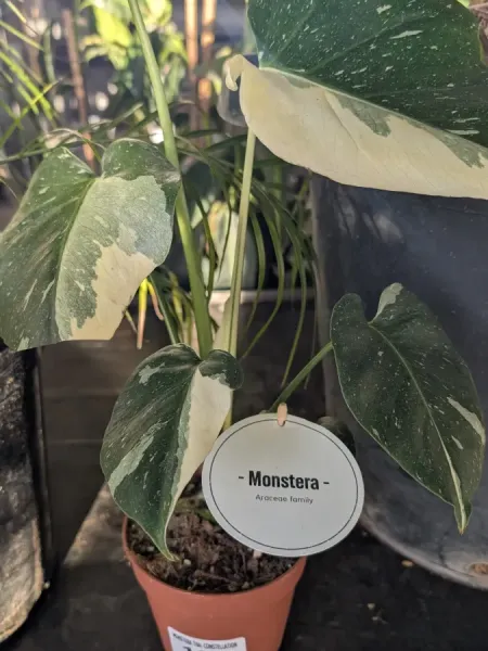 MONSTERA-THAI-CONSTELLATION
