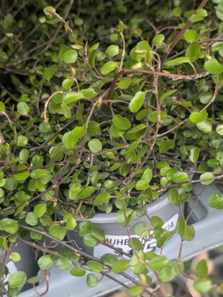MUHELENBECKIA