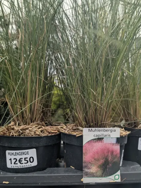 MUHELENBERGIA