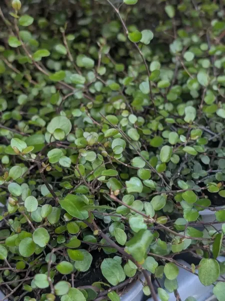 MUHELLENBECKIA
