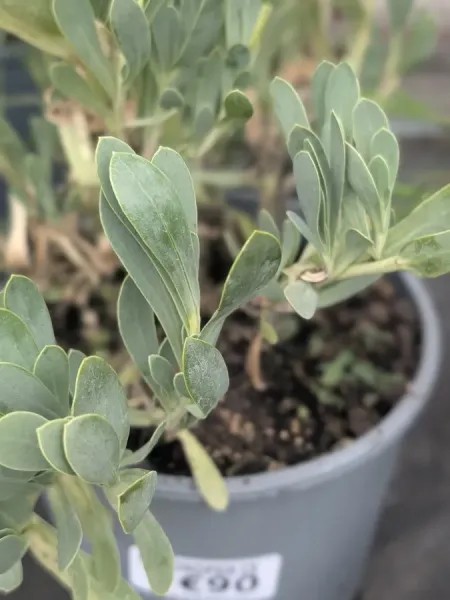 OTHONOPSIS-CHEIRIFOLIA