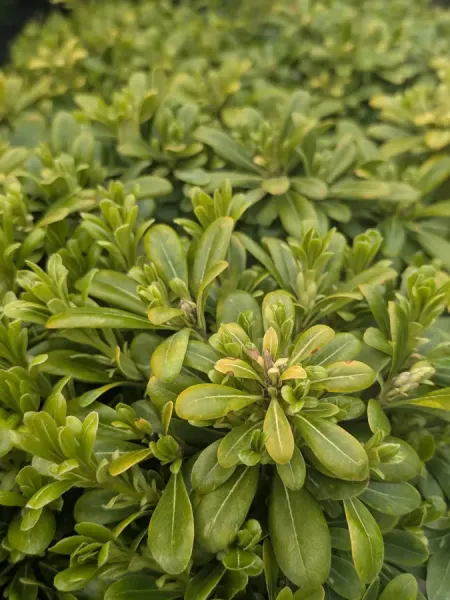 PITTOSPORUM-TOBIRA-NANA-2