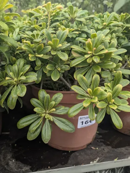 PITTOSPORUM-TOBIRA-NANA