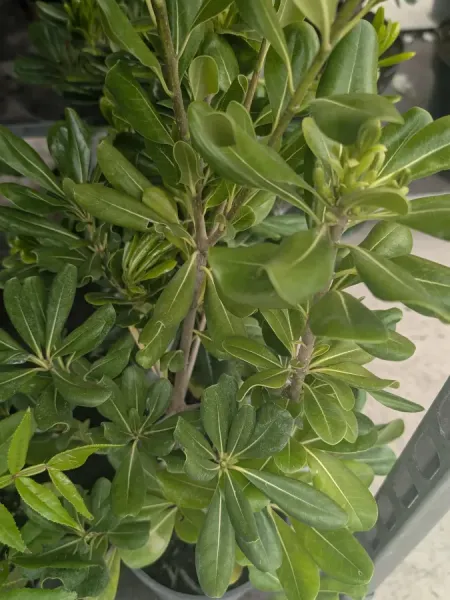 PITTOSPORUM-TOBIRA