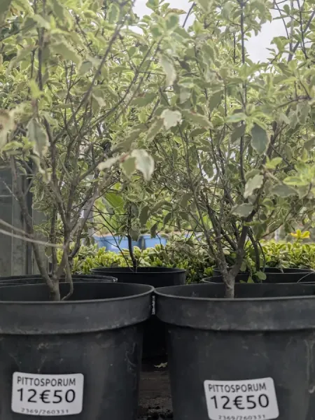PITTOSPORUM-VARIEGATA