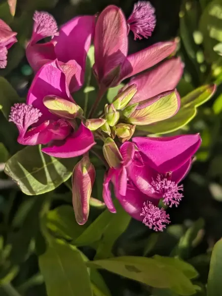 POLYGALA