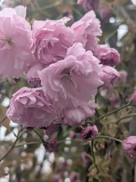 PRUNUS-KANZAN-CERISIER-A-FLEUR-1
