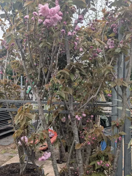 PRUNUS-KANZAN-CERISIER-A-FLEUR-2