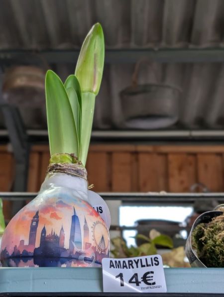 Bulbes d Amaryllis Extra
