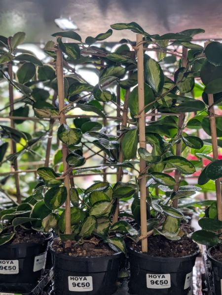 HOYA