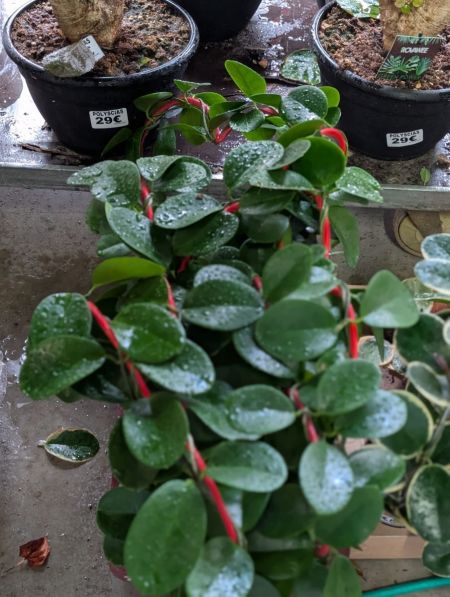 HOYA