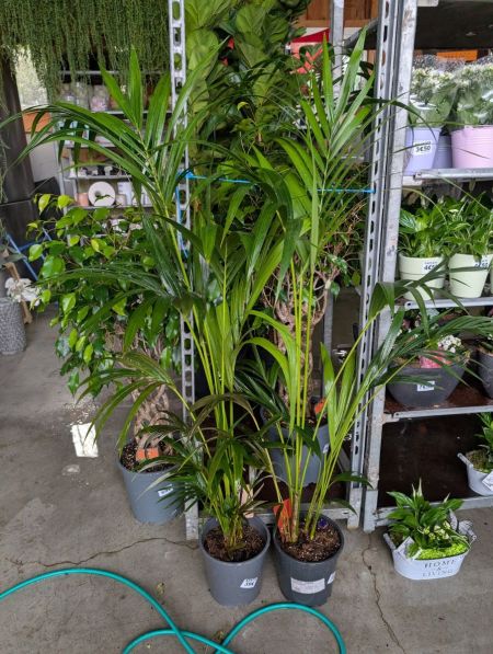 Kentia