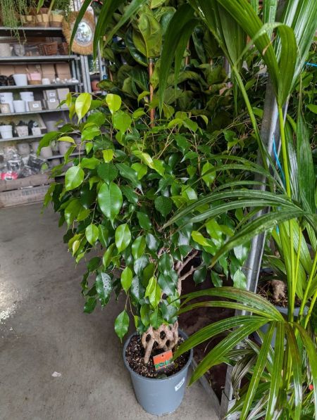 Ficus avec tronc pressé