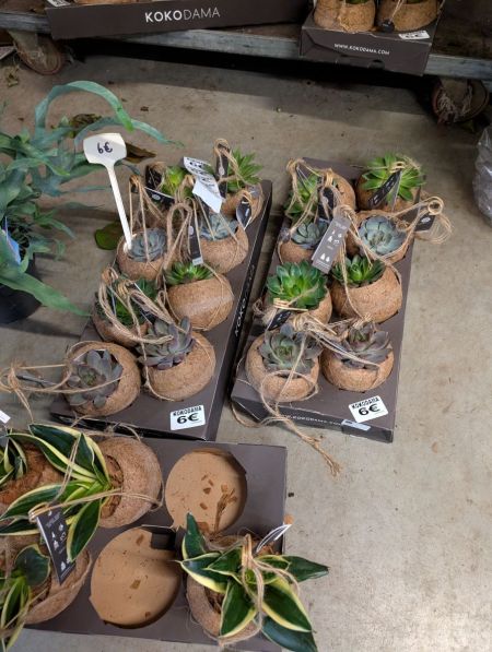 Plante grasse en kokodama