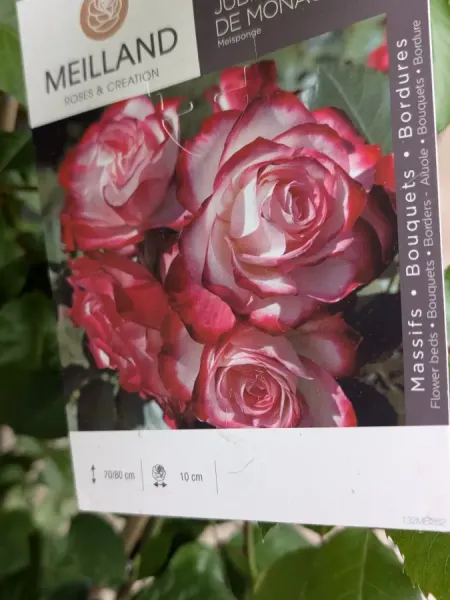 ROSIER-MEILLAND-PRINCESSE-DE-MONACO