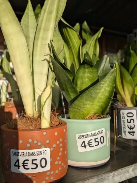 SANSEVERIA
