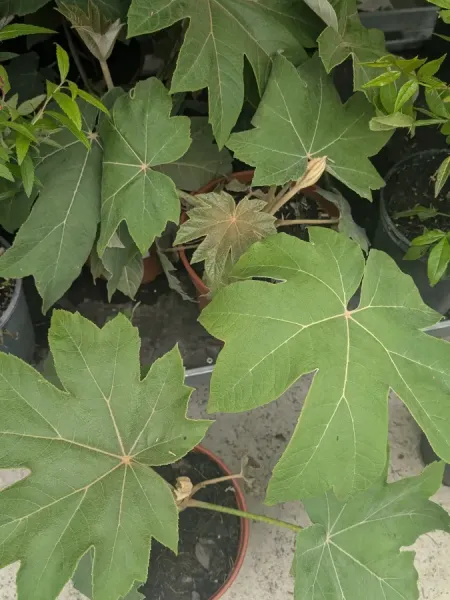 TETRAPLANAX