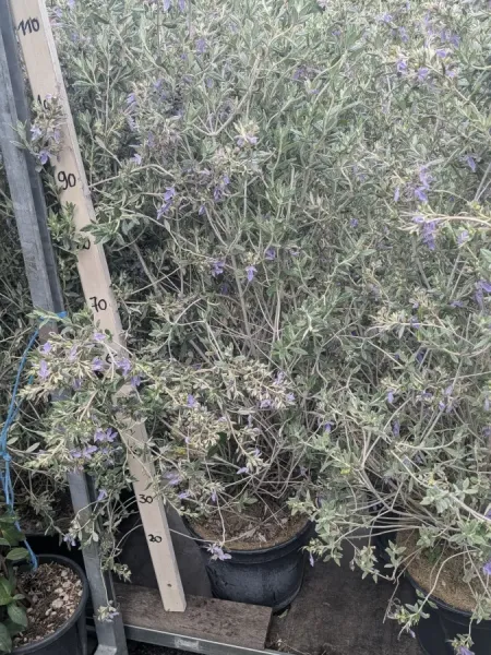 TEUCRIUM-EXTRA
