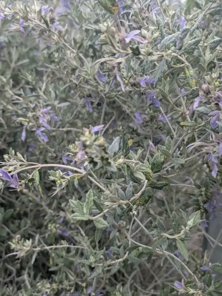 TEUCRIUM-GEMANDRE-1