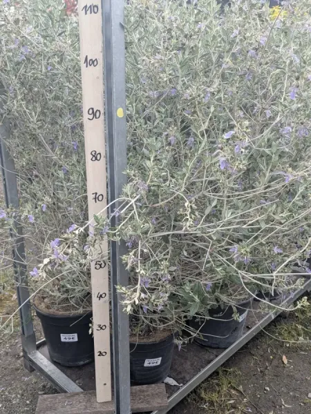 TEUCRIUM-GEMANDRE-2