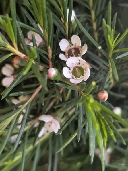 WAX-FLEURS