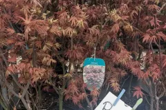 ACER-PALMATUM-BLOODGOOD-PROMO-EXTRA