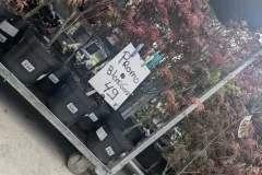 ACER-PALMATUM-BLOODGOOD-PROMO