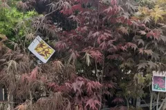 ACER-PALMATUM-ERABLE-DU-JAPON-EXTRAS-89€