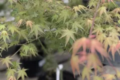 ACER-PALMATUM-ERABLE-DU-JAPON-EXTRAS-29€90