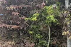 ACER-PALMATUM-ERABLE-DU-JAPON-EXTRAS-89€