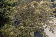 ACER-PALMATUM-ERABLE-DU-JAPON-EXTRAS-